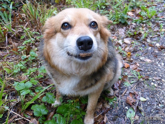 狗狗老是发出咔咔的声音呕清水,狗狗咳嗽干呕发出咔咔咔的声音