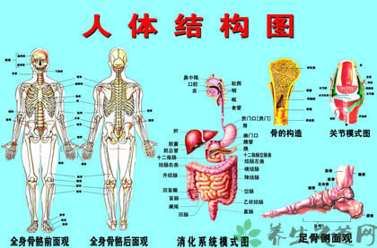 人体五脏六腑器官结构,人体五脏六腑器官分布图