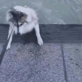 都说哈士奇不能当警犬，但有民警偏要试一试