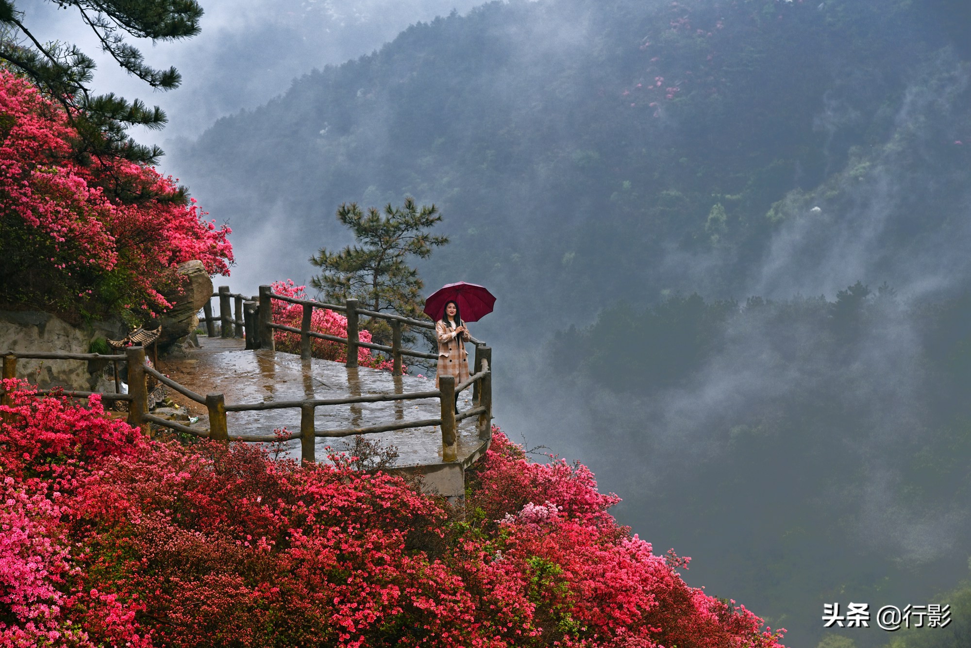 网红景点武汉云雾山,是何美景让三十万人趋之若鹜,天天爆满?