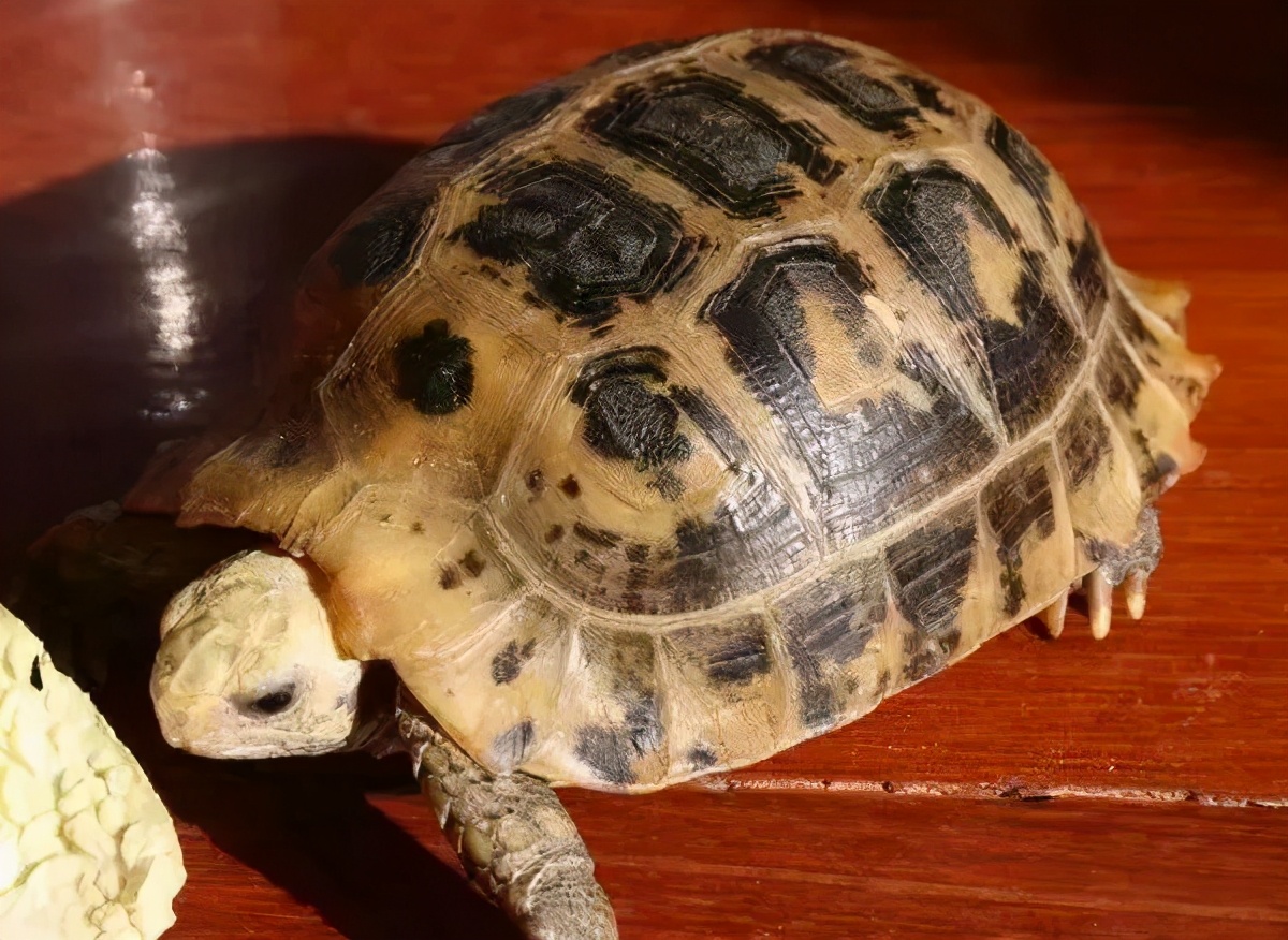 龟类纪录片,龟类图片