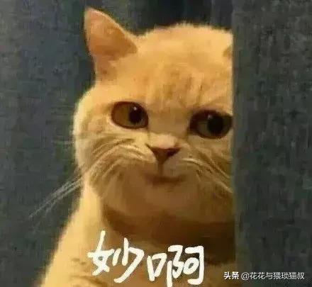 猫拉屎特别臭怎么回事,猫拉屎一直很臭什么原因