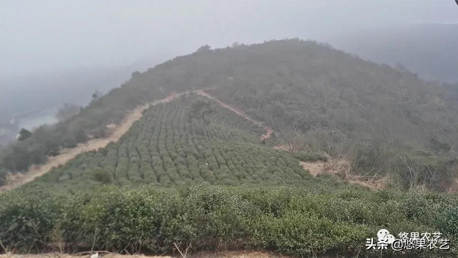 普陀佛茶明前茶,2017普陀佛茶