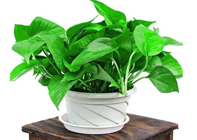 水培的绿萝如何正确转土培,水培绿萝可以直接种盆里吗