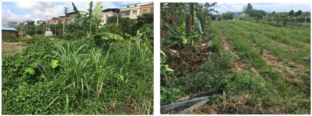 园洲房价涨了吗,园洲楼价