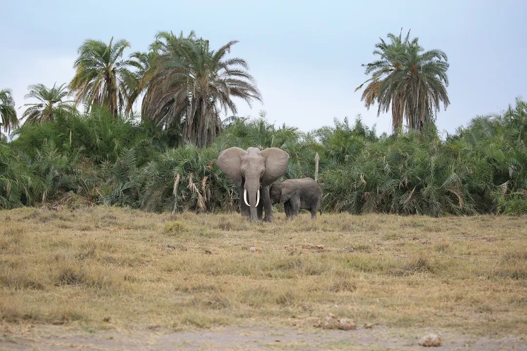 带女儿走进安博塞利国家公园，从野生动物身上收获“生命启蒙课”