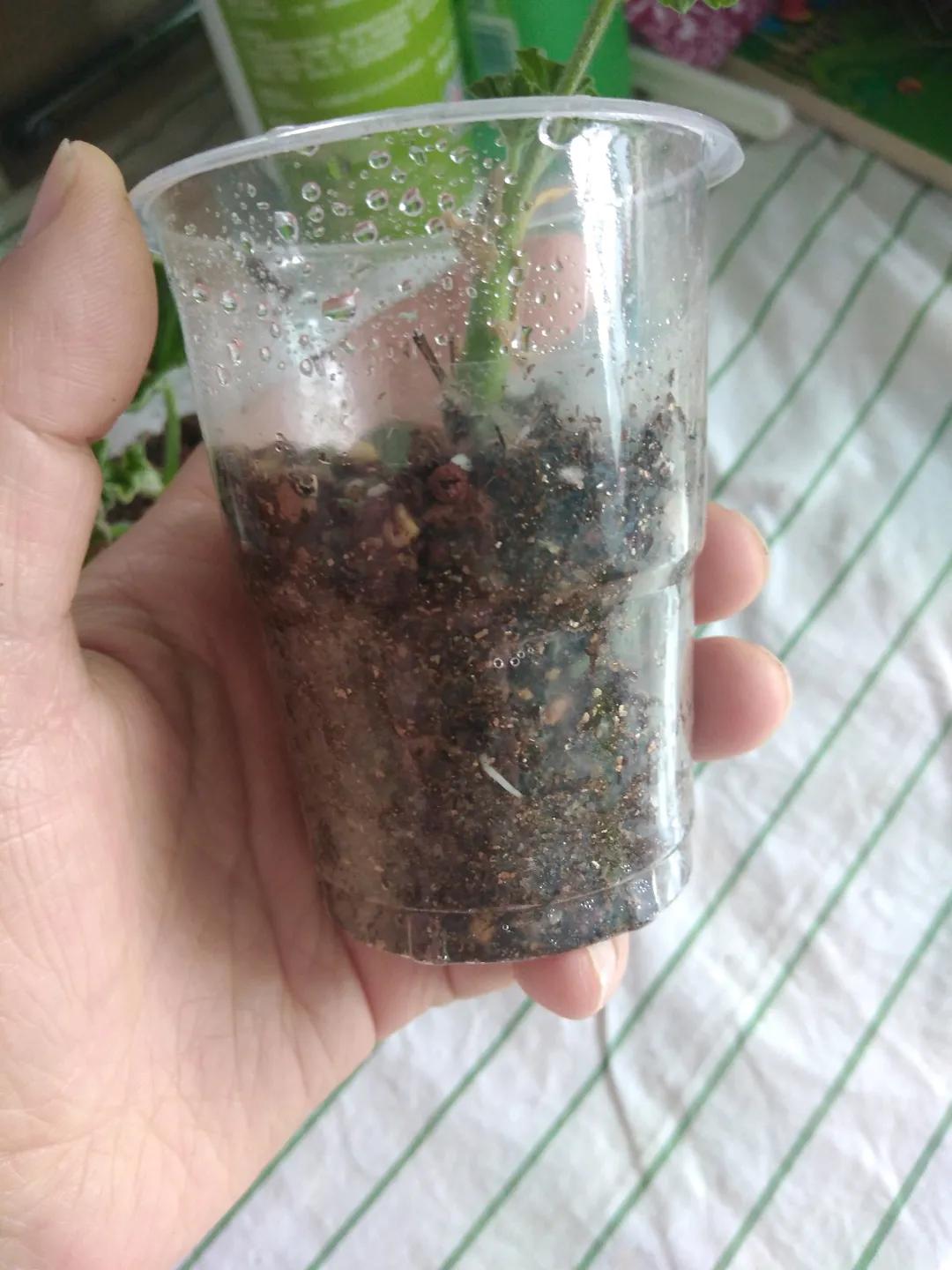 天竺葵怎么扦插容易成活图片,冬季天竺葵扦插怎样成活率高