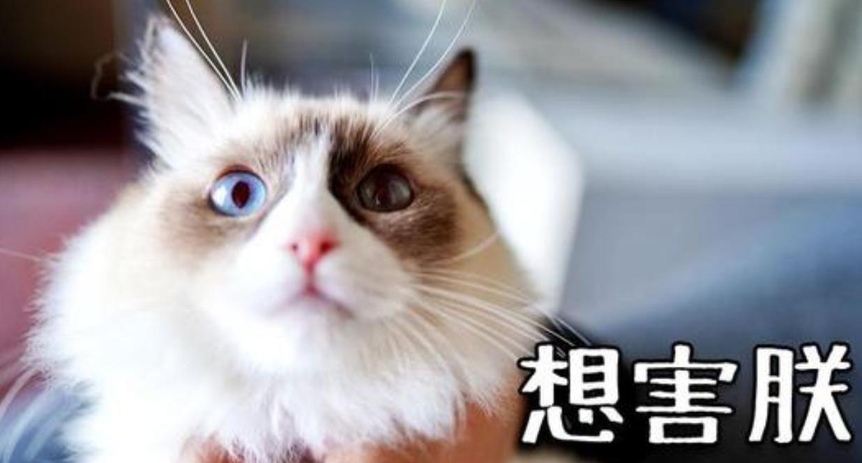 用喂药神器怎样给猫咪喂药,给猫咪喂药就吐