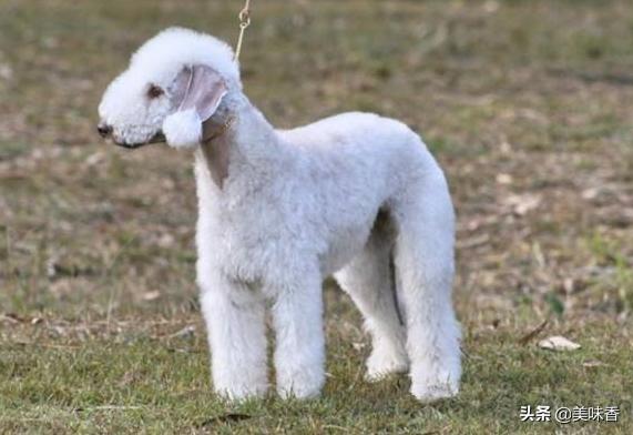 绵羊脱毛掉毛吃毛怎么回事,绵羊脱毛最好的治疗方法