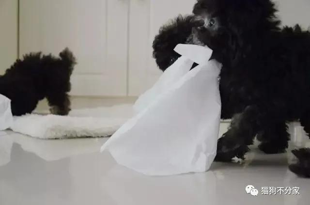 狗狗喜欢吃木头是怎么回事,狗狗喜欢吃纸壳要紧吗