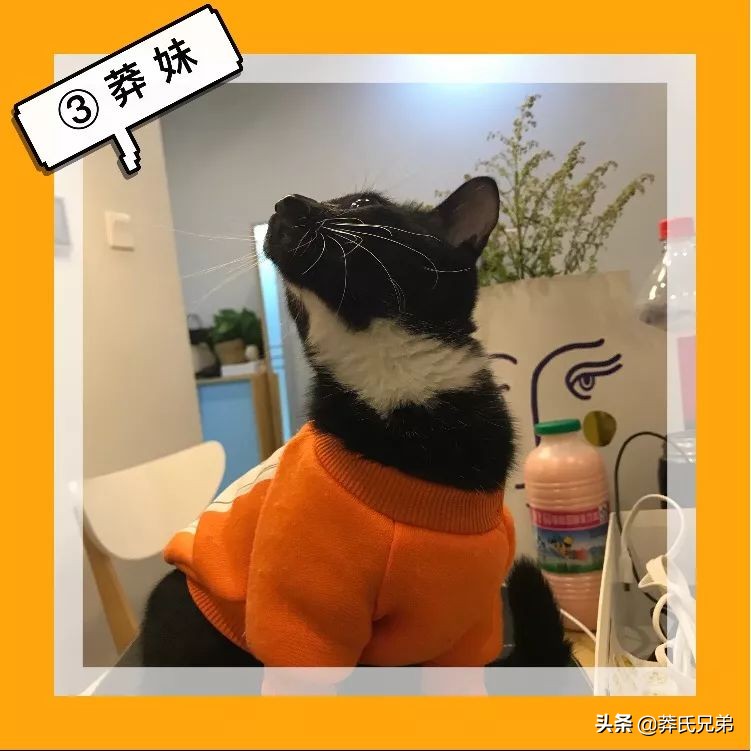 宠物秀场最新动态,亚宠展宠物时装秀人气火爆现场