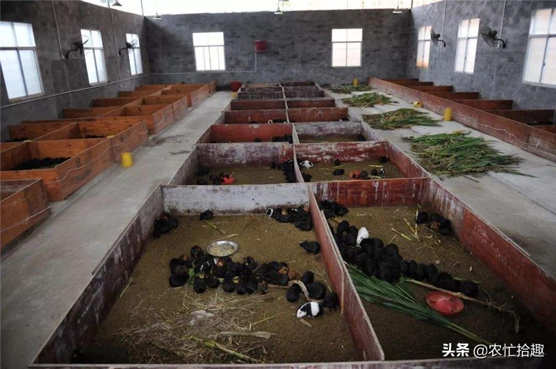 养两三只狗能赚钱不,养几头猪一年能挣5万