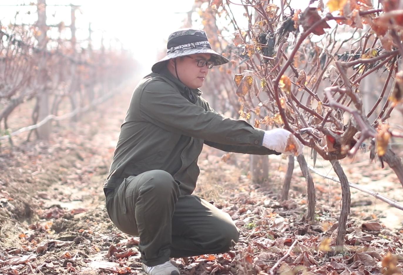 葡萄休眠期的修剪方法,葡萄冬季修剪的最佳时间