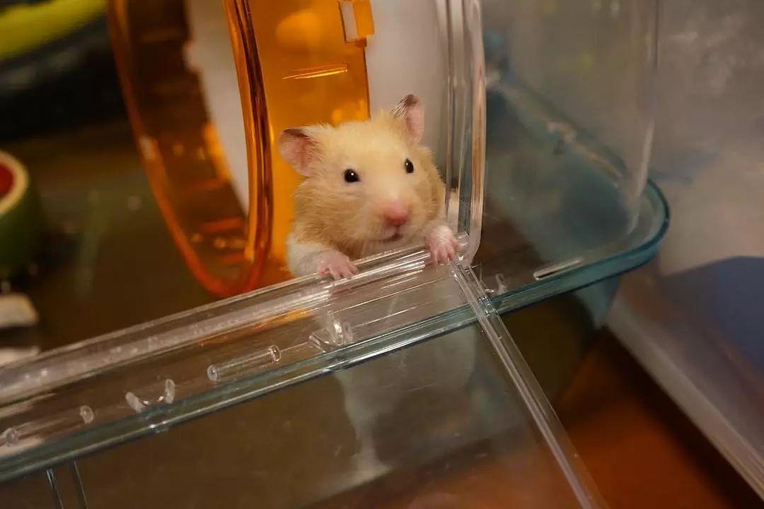 做个优秀铲屎官,做个合格的铲屎官