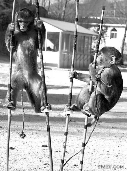 被铁链拴住的一生,被铁链绑住全身后逃脱