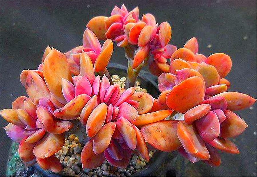 彩虹糖多肉高桩,彩虹糖和可爱玫瑰多肉哪个好看