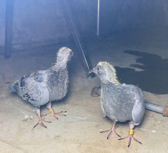 赛鸽套环的正确方法,成败往往在细节