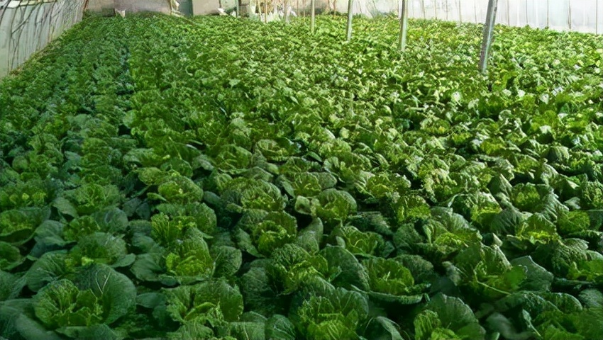 白菜不包心的土方法是什么,白菜不包心的原因