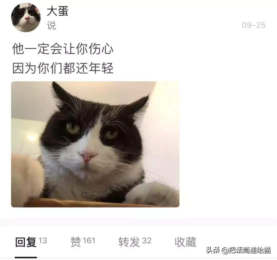 猫故事全集,猫故事小说