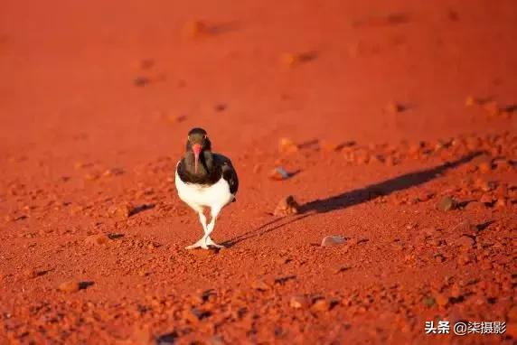 各种对焦模式的适用范围,聚焦区域和自动对焦模式的选择