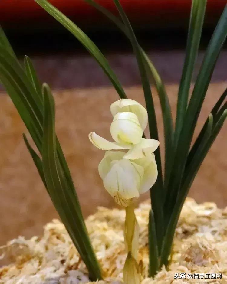 名贵植物排行榜前十名,名贵树种排名