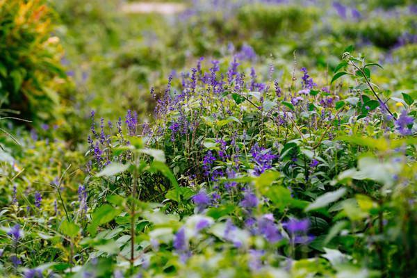 来大山里呼吸负氧离子,肇庆龙潭生态瀑布