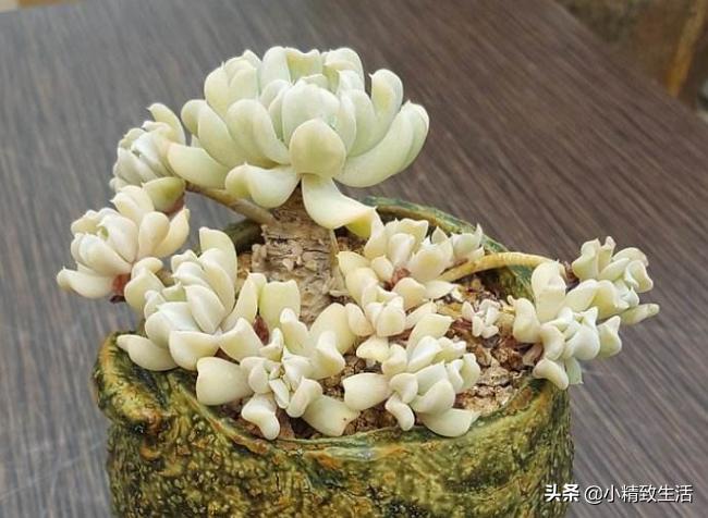 阳台养多肉怎么避免徒长,适合阳台养的多肉不容易徒长