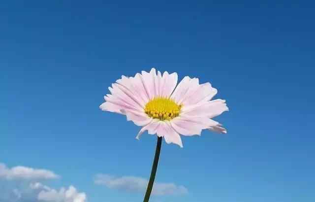 赞美顾城人的诗句,顾城的经典诗句赏析