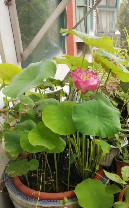 没必要伤春悲秋,时间不能停留