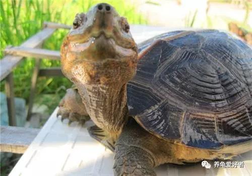 龟感冒vc能治好吗,人吃的感冒药可以给龟吃吗