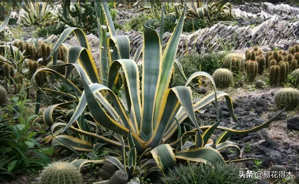 丝兰凤尾兰剑麻就是同一种植物吗,龙舌兰和剑兰的区别图片