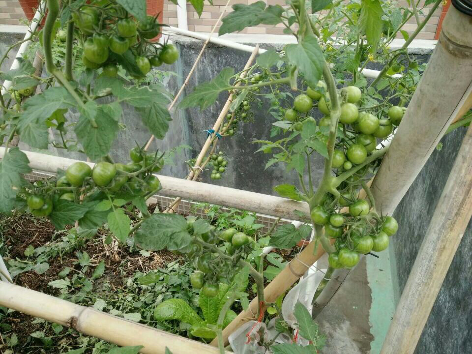 阳台种菜有讲究吗,阳台种菜十大注意事项