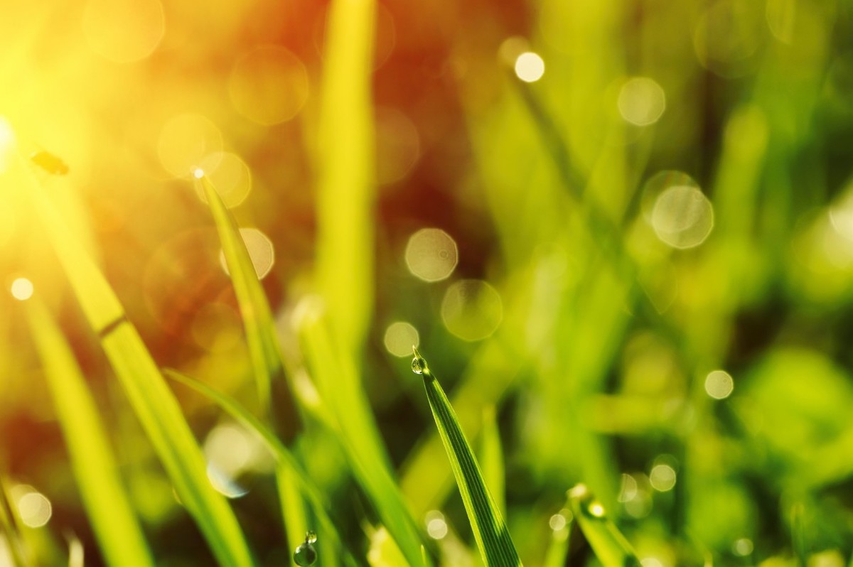 了解一种农作物的种植时间过程,种植各种农作物管理方法