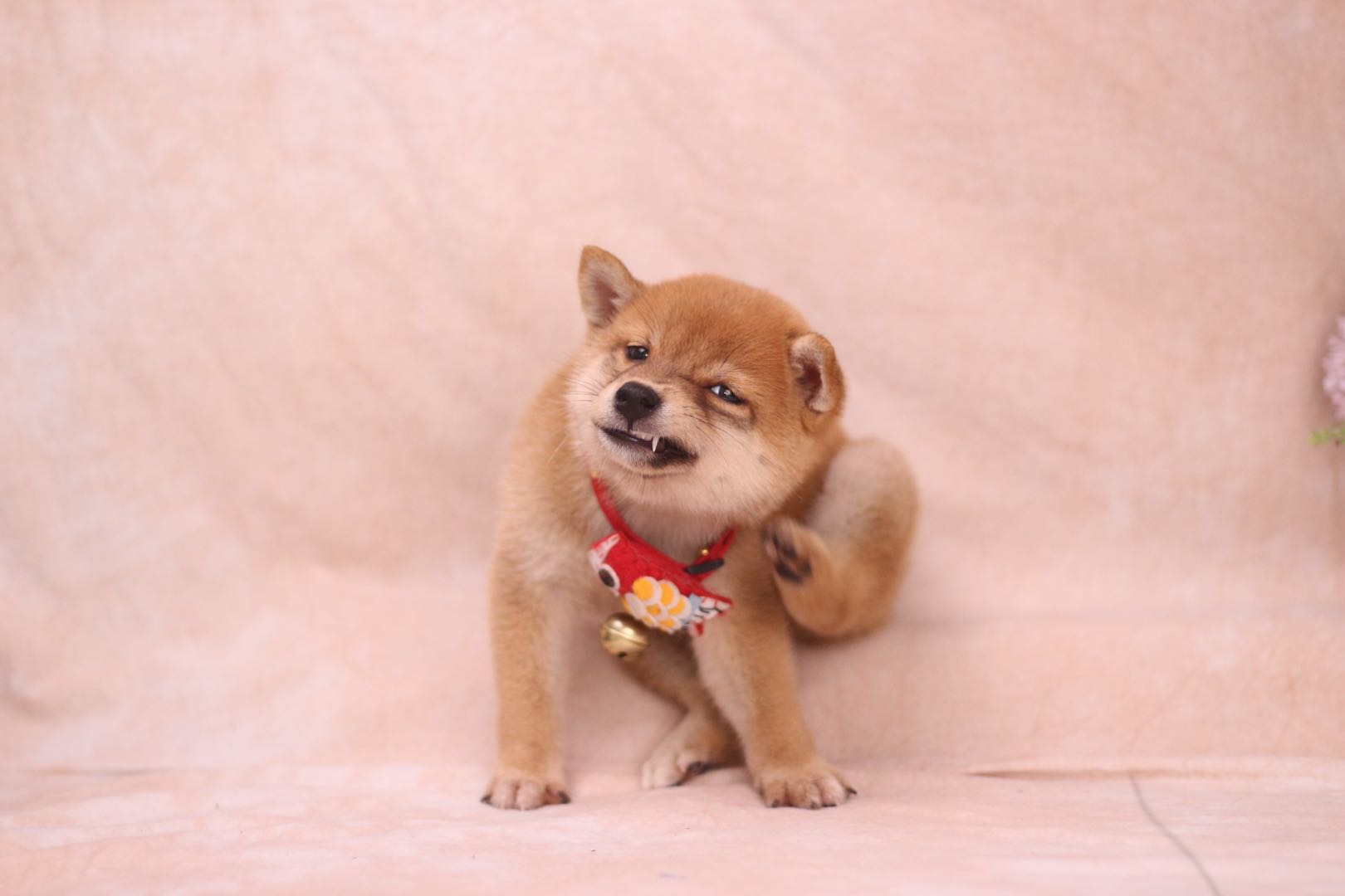 柴犬下过一窝以后就不发情怎么办,五个月左右的柴犬抱腿发情怎么办