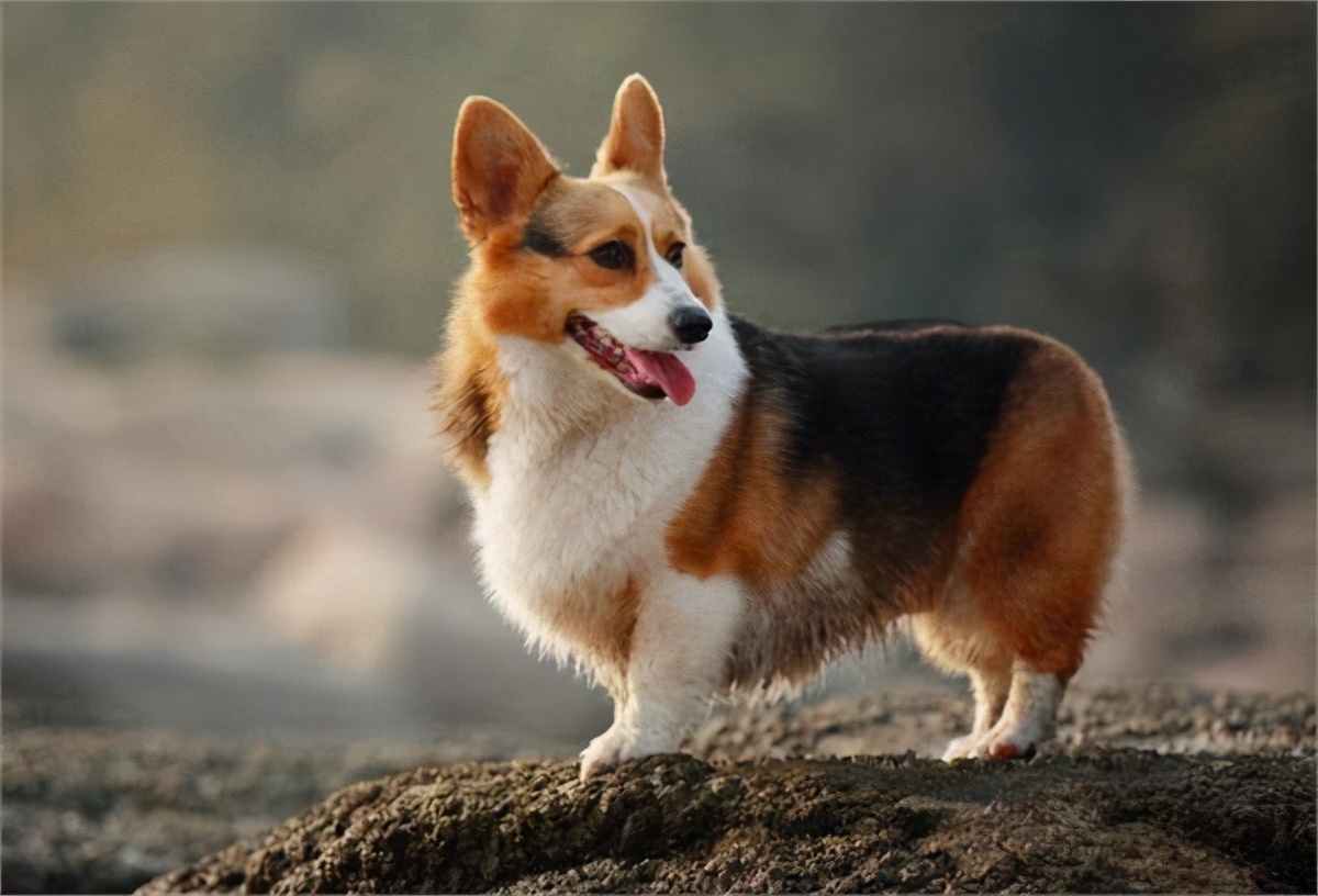 盘点柯基犬的缺点养之前得先知道,建议养柯基犬的四个理由