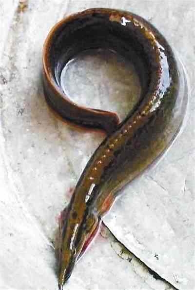 海南野生刀鳅鱼,野生刀鳅鱼