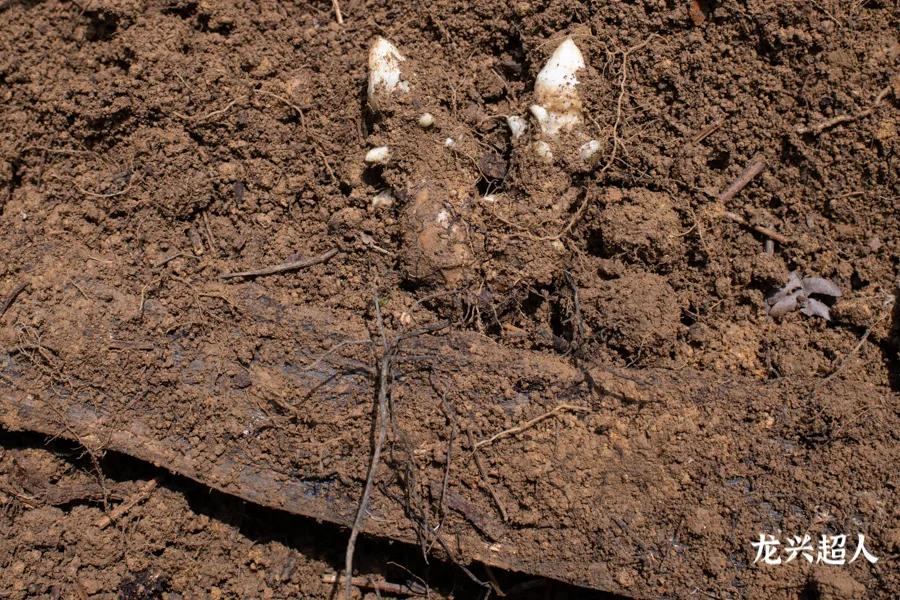 安徽道地药材天麻,天麻的道地药材