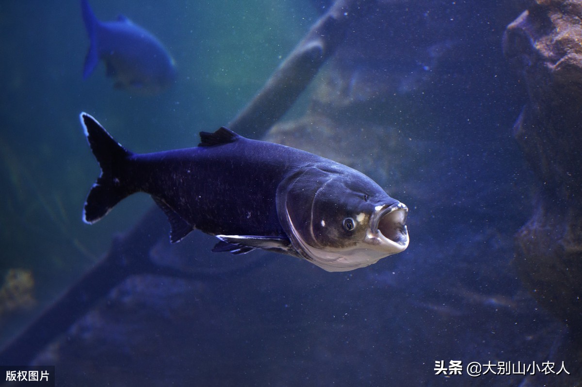 多地捕获！既是保护又是入侵鱼种，烫手的“长嘴怪鱼”如何处理？