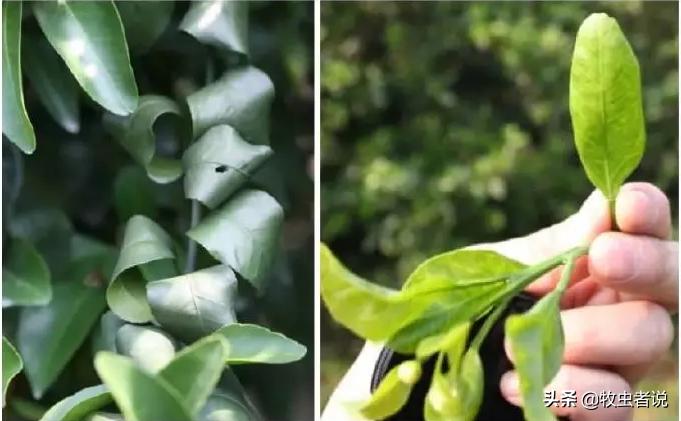 柑橘返青的原因,柑橘叶片打卷怎么办