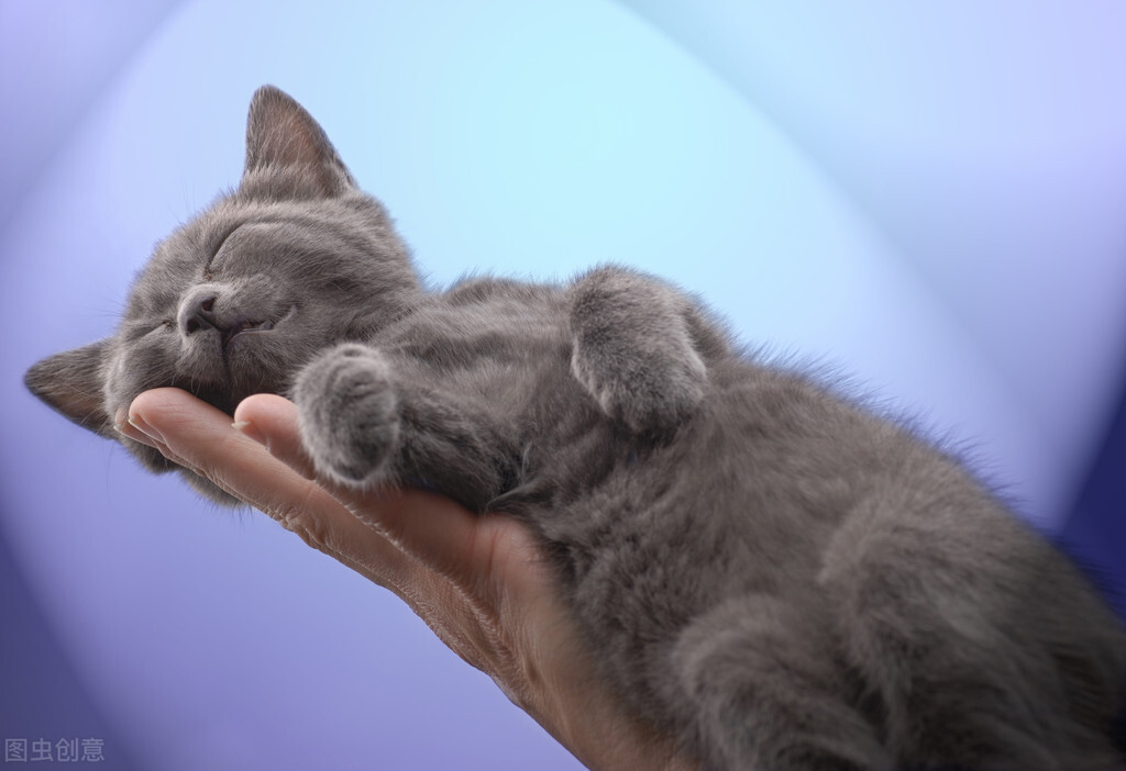 想让猫咪拥有温馨的家,想让猫咪粘人