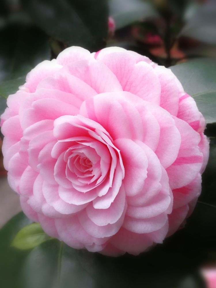 喜欢养花的就养几颗玫瑰花,喜欢养茶花的人