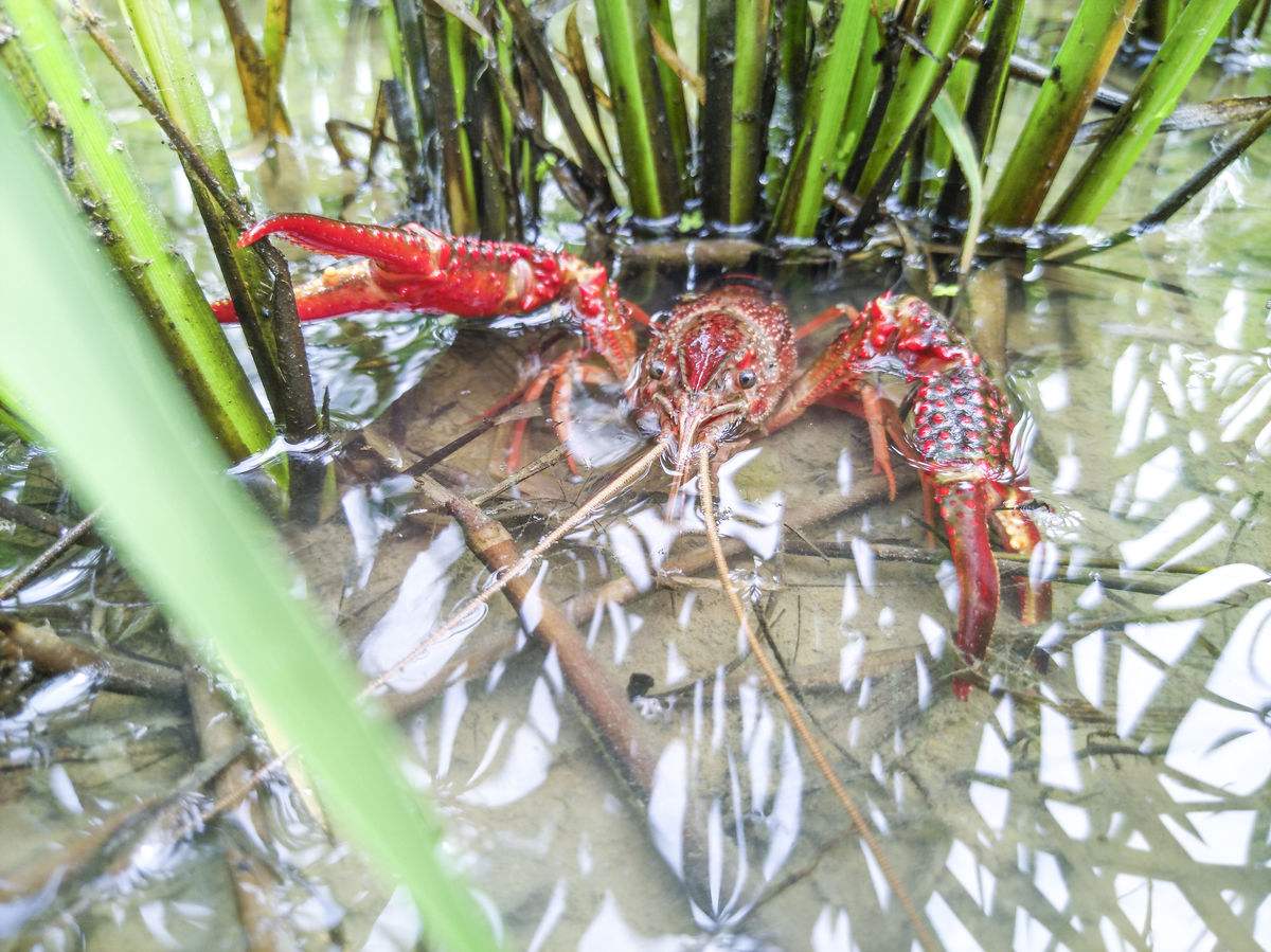 虾苗淡化技术,虾苗淡化操作教程视频