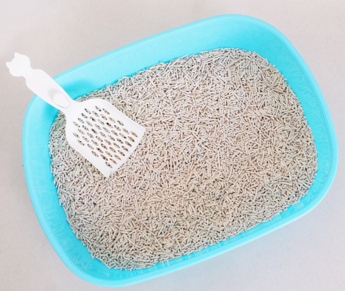 养小猫攻略,养2个月小猫攻略