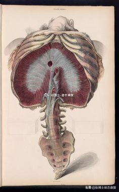 骨盆前倾造成的错位,单侧骨盆倾斜矫正方法