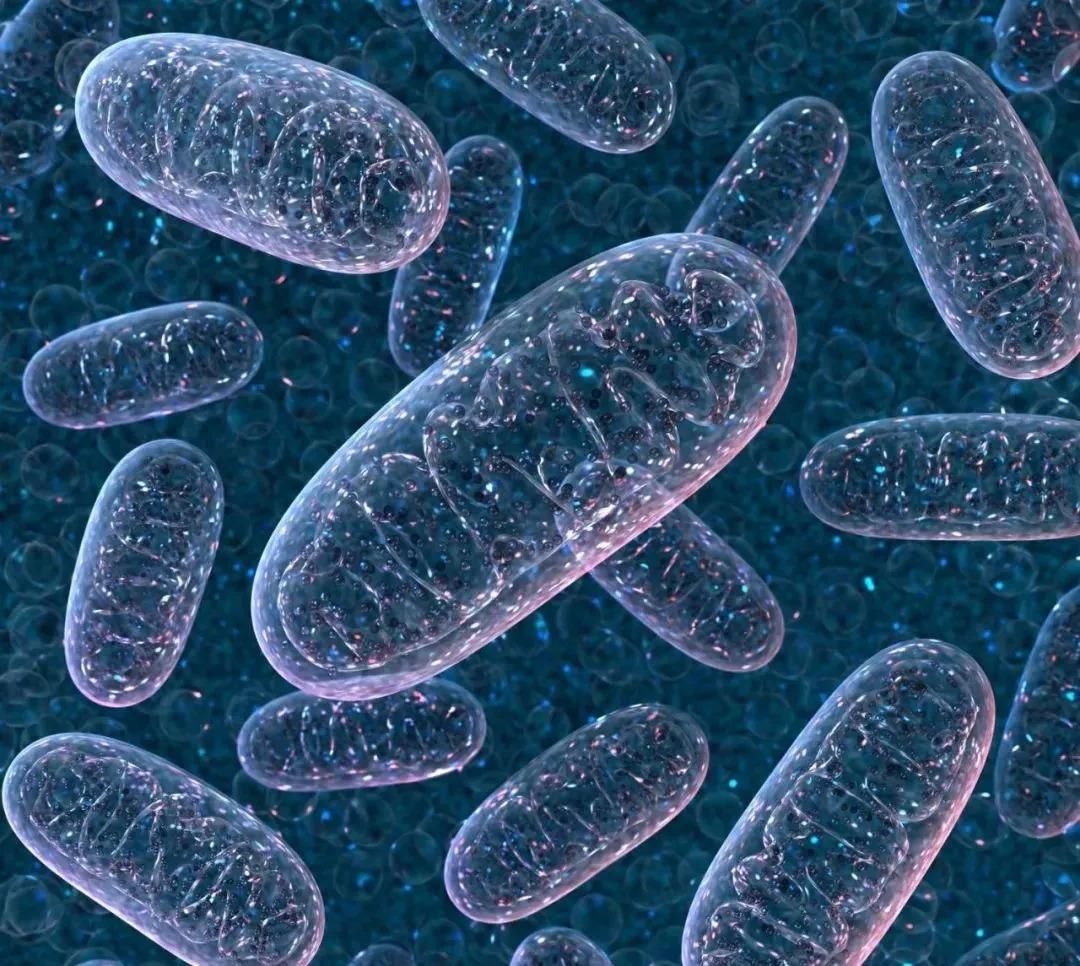 研究表明卵子具有选择性,科学家发现卵子对精子偏爱