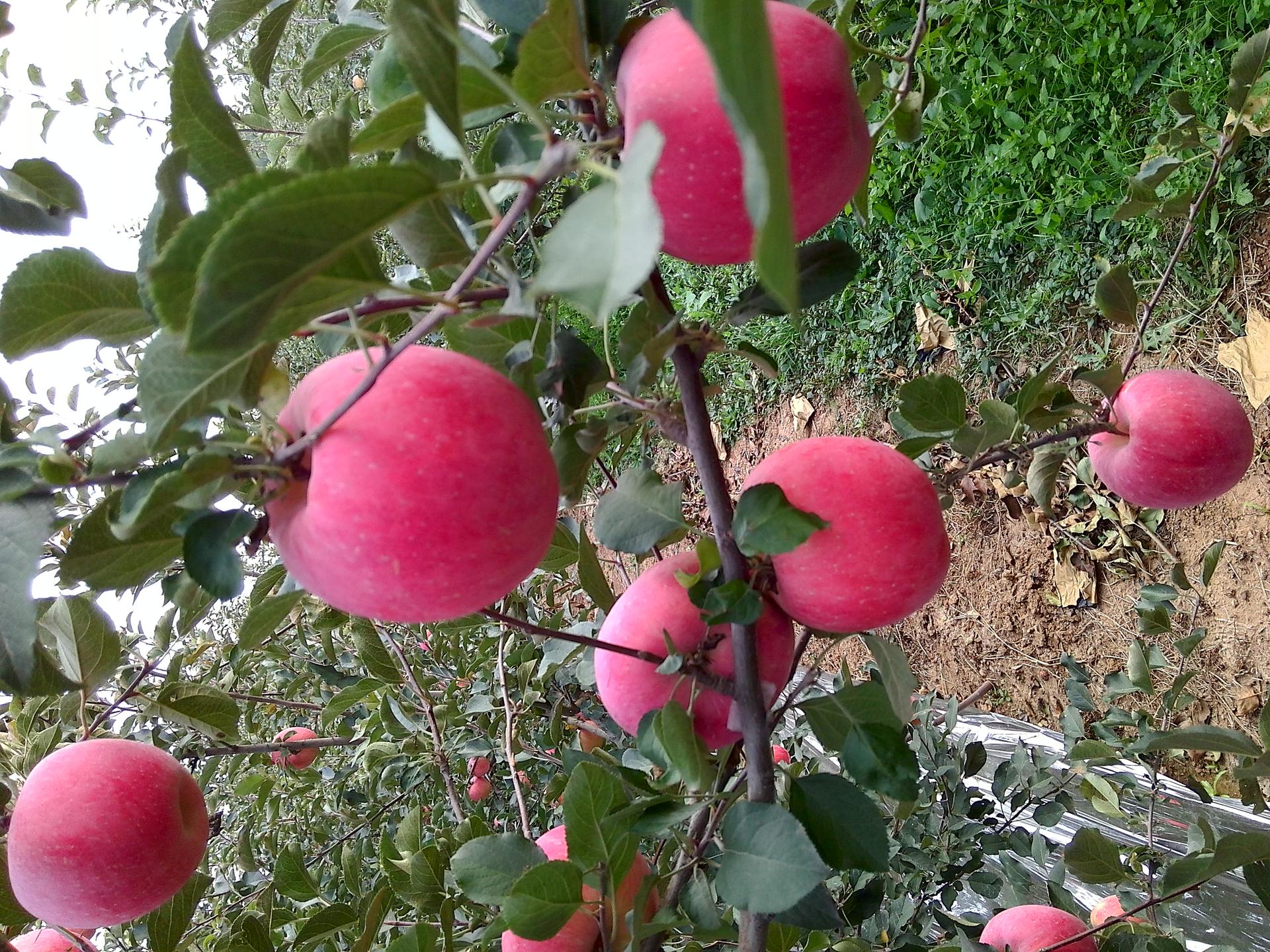 现在的苹果皮能吃吗,苹果究竟要不要吃皮