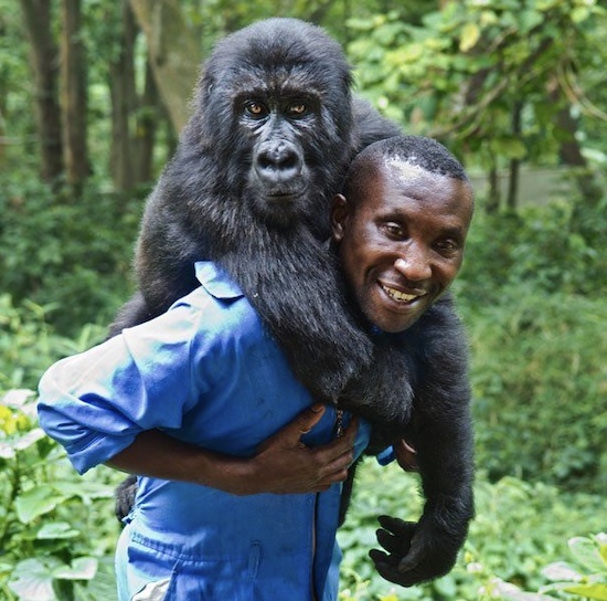 已死亡的著名大猩猩,年龄最大的大猩猩去世