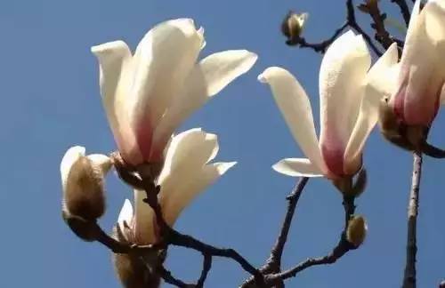 全国56个城市市花一览,56个市的市花