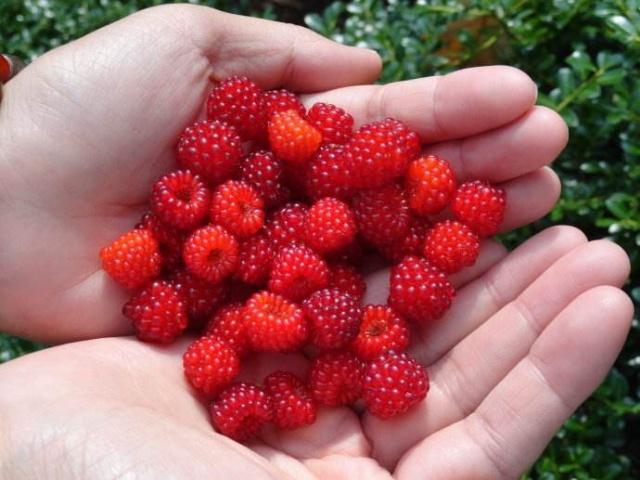 奇葩水果你吃过几种,5种奇葩水果全吃过的都是真土豪