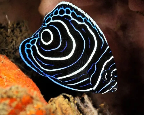 海水鱼青蛙会打架吗,海水鱼打架鱼鳍受伤